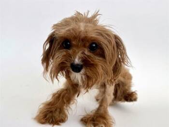 COCOA PUFF -  Poodle Dog Available for Adoption in Brentwood, Missouri - COCOA PUFF | PetCurious