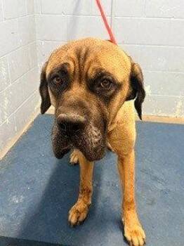 *STANLEY -  Bullmastiff Dog for Adoption in Woodland, California - *STANLEY | PetCurious