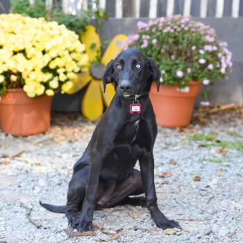 Rescue Labrador Retriever Dogs for Adoption in Wake Forest, North Carolina - Luma | PetCurious