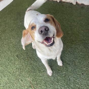 Buddy -  Hound Dog for Adoption in Baton Rouge, Louisiana - Buddy | PetCurious