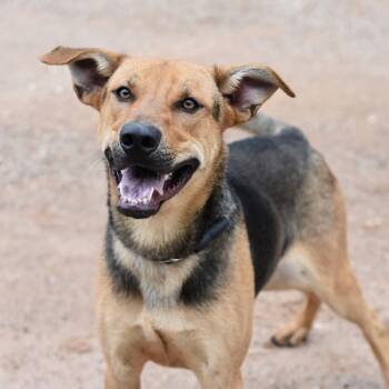 German Shepherd Dog Dogs Available for Adoption in Pearland, Texas - Bingley | PetCurious