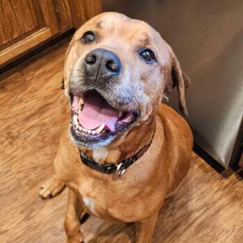 Labrador Retriever Dogs Available for Adoption in Enid, Oklahoma - Rusty | PetCurious