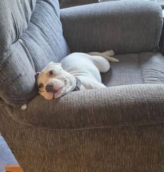 Pit Bull Terrier and Labrador Retriever Dogs Available for Adoption - Snow | PetCurious