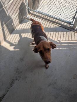 Buck -  Beagle Dog for Adoption in Taylorsville, Kentucky - Buck | PetCurious