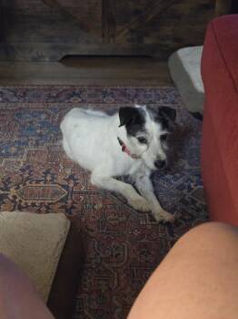 555 (Rowley) -  Rat Terrier Dog for Adoption in Plymouth, Michigan - 555 (Rowley) | PetCurious