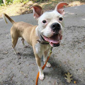 Washington -  Mixed Breed Dog for Adoption in Evensville, Tennessee - Washington | PetCurious