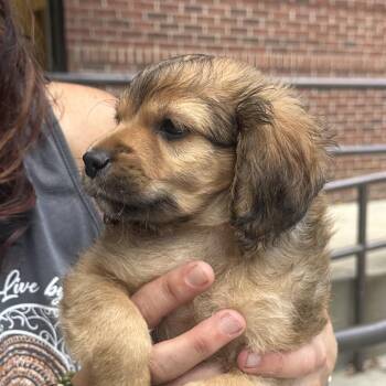 Moe -  Miniature Poodle and Spaniel Dog for Adoption in Biltmore Forest, North Carolina - Moe | PetCurious