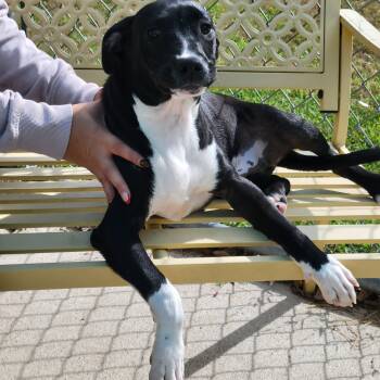 Jerry -  Black Labrador Retriever and American Staffordshire Terrier Dog for Adoption in Vandalia, Illinois - Jerry | PetCurious