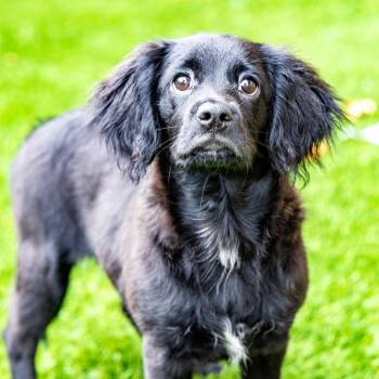 Major -  Mixed Breed Dog for Adoption in Naperville, Illinois - Major | PetCurious