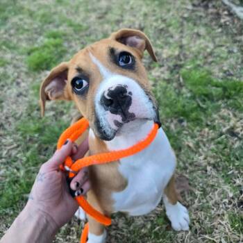 American Bully Dogs Available for Adoption - Burrows | PetCurious