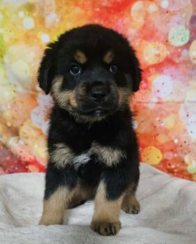 Rescue Rottweiler Dogs for Adoption in Sedalia, Colorado - Matt | PetCurious