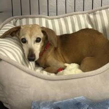 Ponyo--Cute Senior Lady Comes with Vet Care Support for Life -  Dachshund Dog for Adoption in Green Valley, Arizona - Ponyo--Cute Senior Lady Comes With Vet Care Support For Life | PetCurious