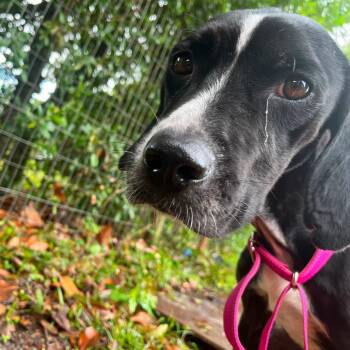 Cali -  Hound and Mixed Breed Dog for Adoption in Merritt Island, Florida - Cali | PetCurious