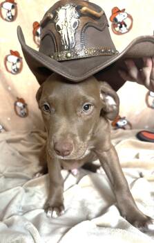 261211  Colt -  Pit Bull Terrier and Hound Dog for Adoption in Wetumpka, Alabama - 261211  Colt | PetCurious