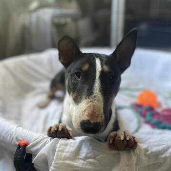 Jockey -  Bull Terrier Dog for Adoption in Austin, Texas - Jockey | PetCurious