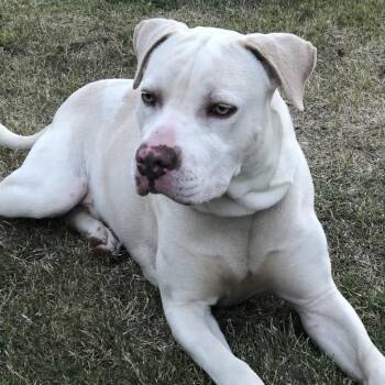 Pit Bull Terrier Dogs Available for Adoption - Kilo | PetCurious