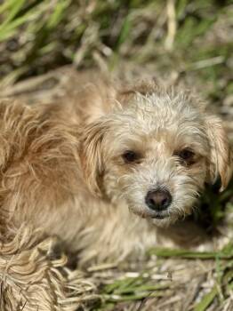 Abdullah -  Terrier Dog for Adoption in Littleton, Colorado - Abdullah | PetCurious