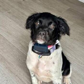 Rescue English Setter and German Shorthaired Pointer Dogs for Adoption in Toronto, Ontario - Taylor | PetCurious