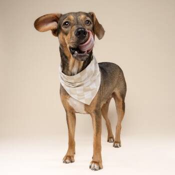 Liberty Freedom -  Shepherd and Mixed Breed Dog for Adoption in Fort Lauderdale, Florida - Liberty Freedom | PetCurious