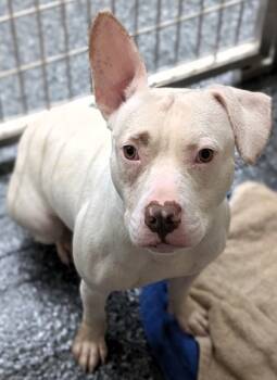 Rescue Mixed Breed Dogs for Adoption in Buchanan Dam, Texas - Manjo | PetCurious