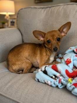Thumper -  Chihuahua Dog for Adoption in Tifton, Georgia - Thumper | PetCurious
