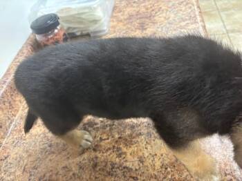 Chicken Nugget -  Mixed Breed Dog for Adoption in Cincinnati, Ohio - Chicken Nugget | PetCurious
