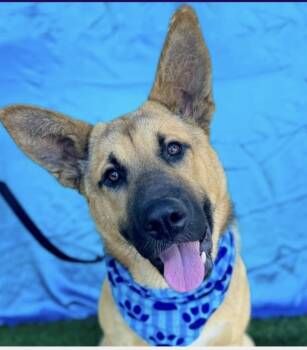 Rescue German Shepherd Dog Dogs for Adoption in Riverton, Utah - Champ | PetCurious
