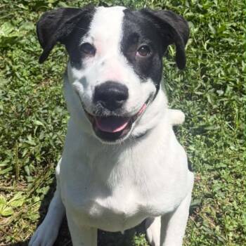 Sophie -  Mixed Breed Dog for Adoption in Huntington, West Virginia - Sophie | PetCurious