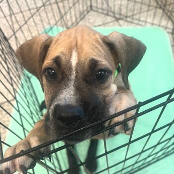 Elara -  Boxer and Mixed Breed Dog for Adoption in San Francisco, California - Elara | PetCurious