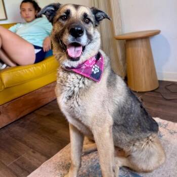 Sweet Potato the Melo Family Dog -  German Shepherd Dog and Anatolian Shepherd Dog for Adoption in Friendswood, Texas - Sweet Potato The Melo Family Dog | PetCurious
