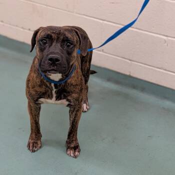 Mixed Breed Dogs Available for Adoption in Memphis, Tennessee - Wayne | PetCurious