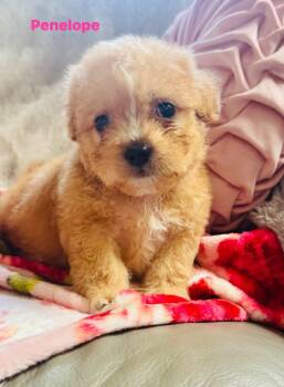 Wirehaired Terrier Dogs Available for Adoption - Penelope | PetCurious