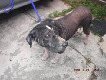 Labrador Retriever and Mixed Breed Dogs Available for Adoption in Doral, Florida - MOCHA | PetCurious