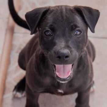 Night -  Labrador Retriever and Mixed Breed Dog for Adoption in Jefferson, New Jersey - Night | PetCurious