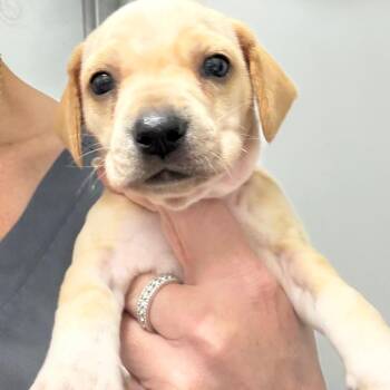 Hana -  Beagle and Chihuahua Dog for Adoption in Normal, Illinois - Hana | PetCurious
