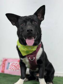 Bat-One of our Amazing Rescue Dogs -  Corgi and Shepherd Dog for Adoption in Carlsbad, California - Bat-One Of Our Amazing Rescue Dogs | PetCurious
