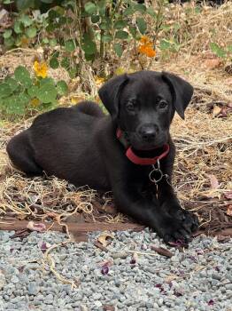 Romulus -  Labrador Retriever and Hound Dog for Adoption in Sunnyvale, California - Romulus | PetCurious