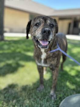 Nest -  Shepherd Dog for Adoption in Victorville, California - Nest | PetCurious