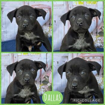 Australian Cattle Dog Blue Heeler Dogs Available for Adoption - Dallas | PetCurious