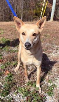 Australian Cattle Dog Blue Heeler and Mixed Breed Dogs Available for Adoption in Lexington, Tennessee - MAPLE | PetCurious