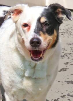 Border Collie and Australian Cattle Dog Blue Heeler Dogs Available for Adoption in Lindenhurst, New York - 26-168 Gina | PetCurious
