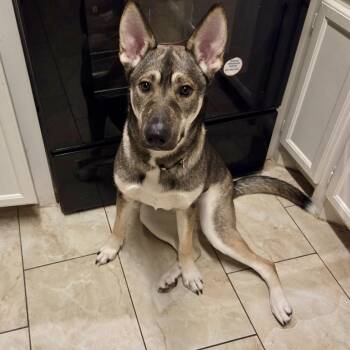 German Shepherd Dog Dogs Available for Adoption - Ellen | PetCurious
