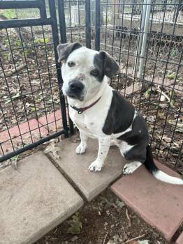 PATCHES -  Retriever Dog for Adoption in Holbrook, New York - PATCHES | PetCurious