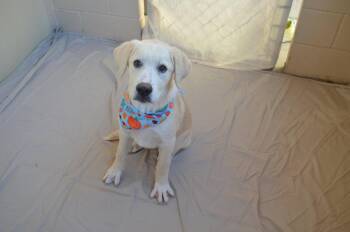 Poe -  Labrador Retriever Dog for Adoption in Mckinney, Texas - Poe | PetCurious