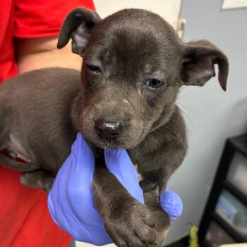 Terrier Dogs Available for Adoption in Birmingham, Alabama - Charlee | PetCurious