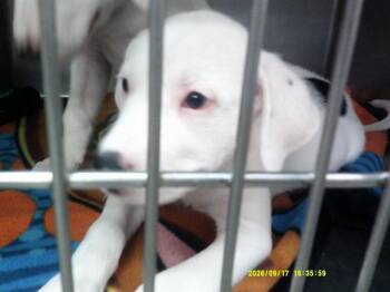 A480841 -  Pit Bull Terrier Dog for Adoption in Oklahoma City, Oklahoma - A480841 | PetCurious