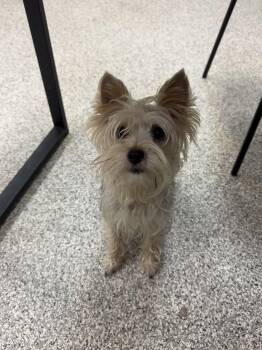 Yorkshire Terrier Dogs Available for Adoption in Hood River, Oregon - Chica | PetCurious
