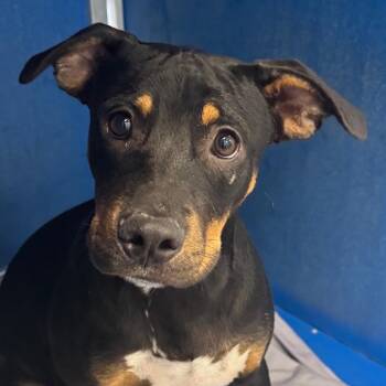 110056 -  Mixed Breed Dog for Adoption in Las Cruces, New Mexico - 110056 | PetCurious