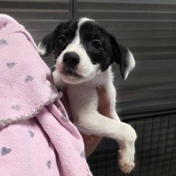 Frida -  Terrier Dog for Adoption in Fairfax Station, Virginia - Frida | PetCurious