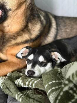 Dachshund and Terrier Dogs Available for Adoption in Saugus, Massachusetts - Clara Belle | PetCurious